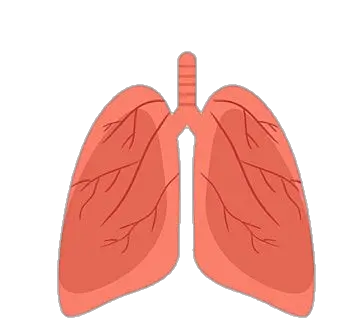 Aesthetic Human Lungs Png