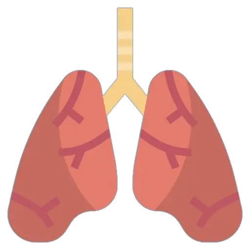 Human Lungs Icon Png