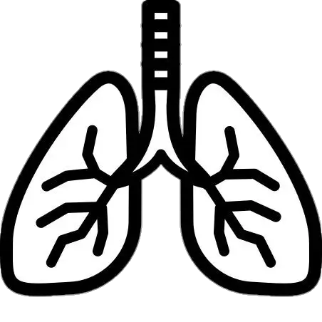 Black Human Lungs Vector Png