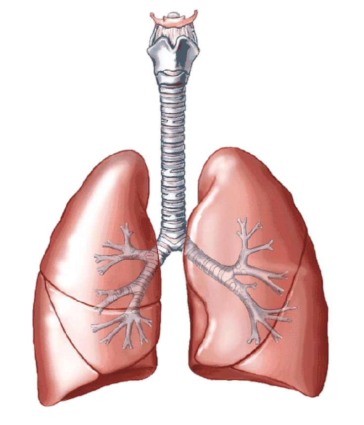 Aesthetic Human Lungs Png