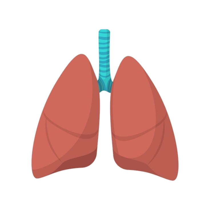 Human Lungs Vector Png
