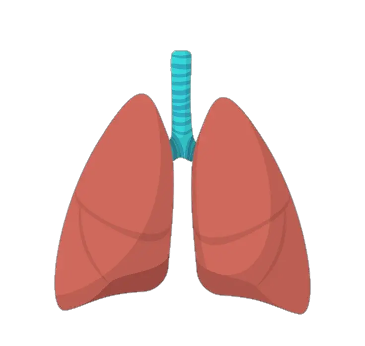 Human Lungs Vector Png