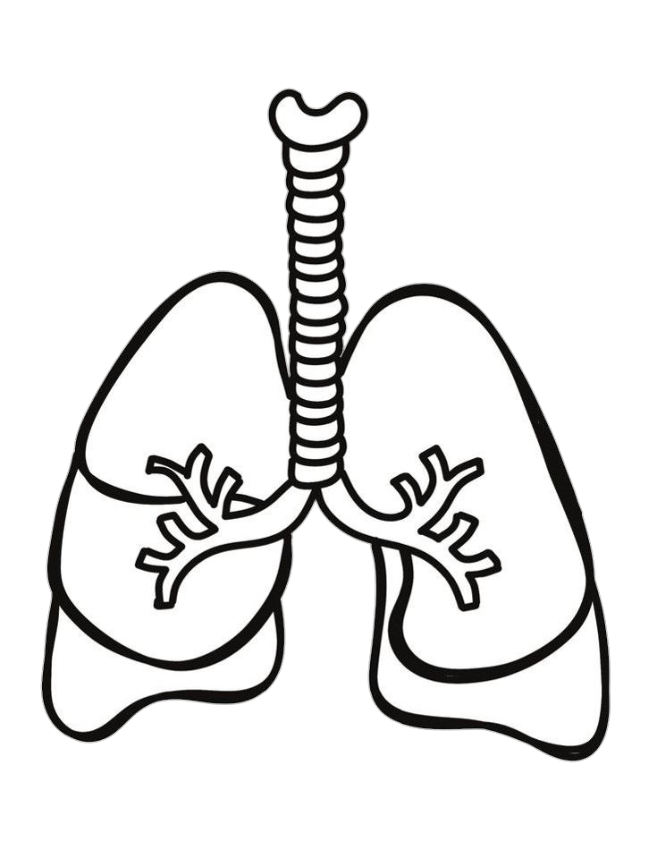 Human Lungs Drawn Png