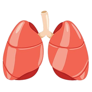 Human Lungs Illustration Png