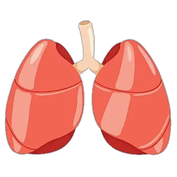 Human Lungs Illustration Png