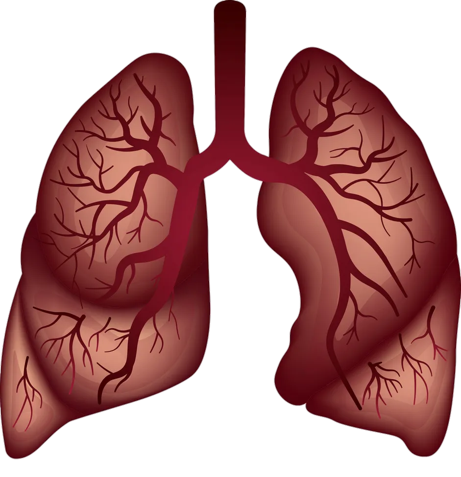 Transparent Human Lungs Png