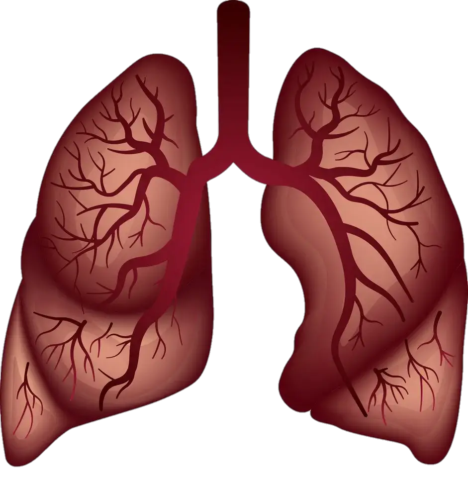 Transparent Human Lungs Png