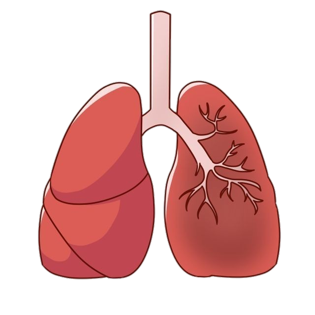 Human Lungs Clipart Png
