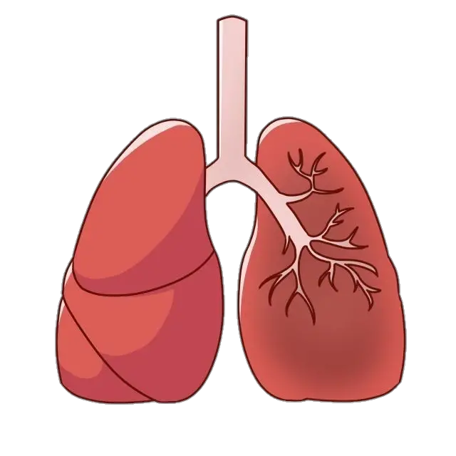 Human Lungs Clipart Png