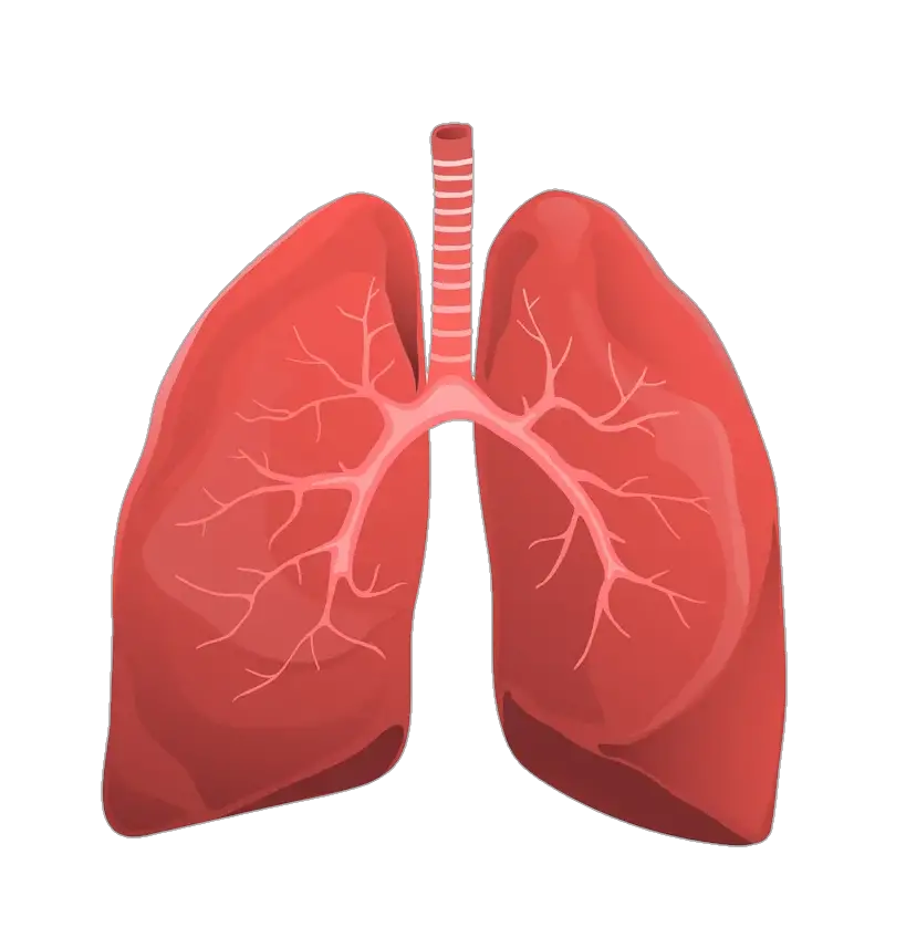 Red Human Lungs Png