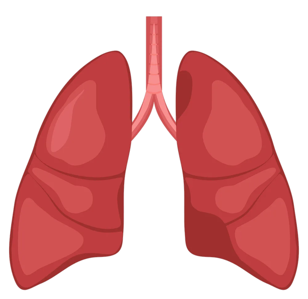 lung-4