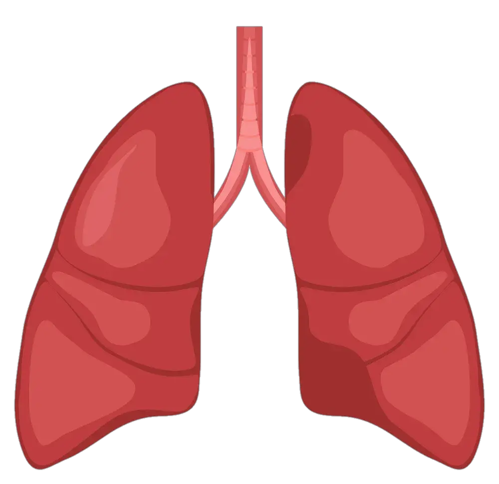 Human Lungs Vector Png