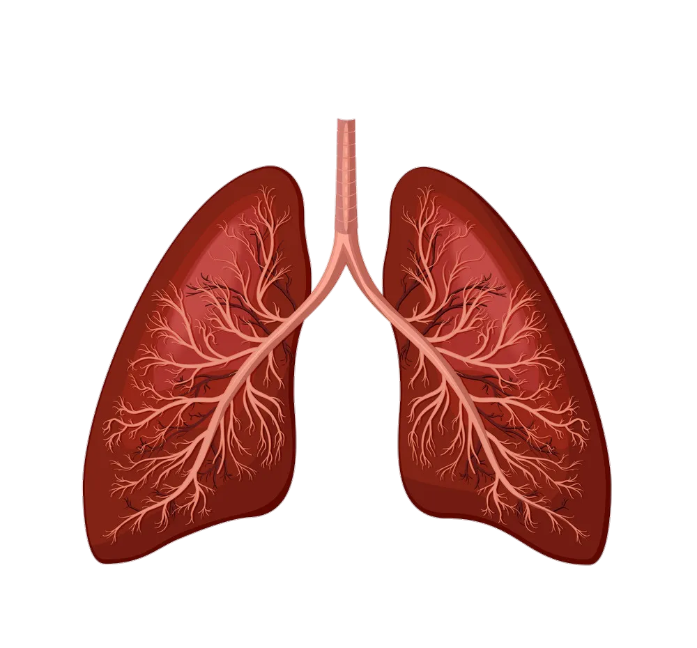 lung-5