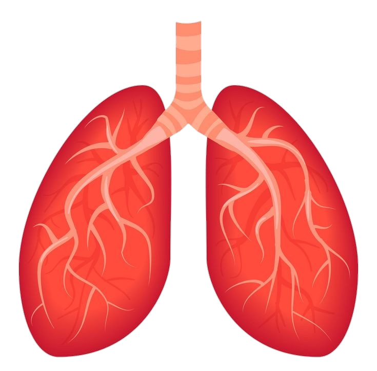 Human Lungs Illustration Png