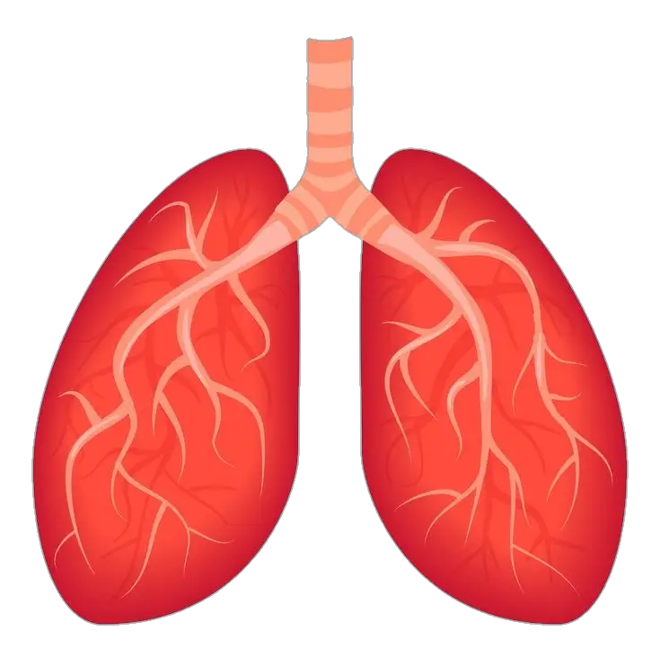 Human Lungs Illustration Png