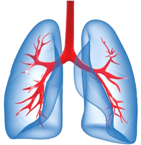 lung-8