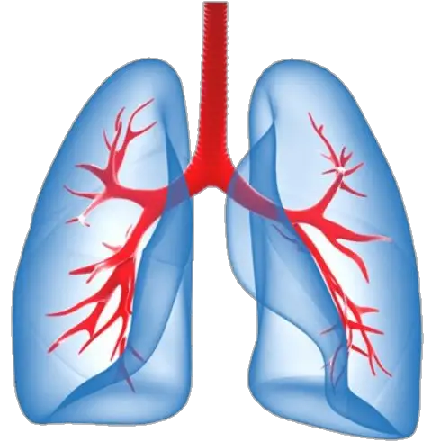 Human Red Blue Lungs Png