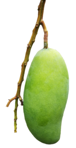 Natural Green Mango Png