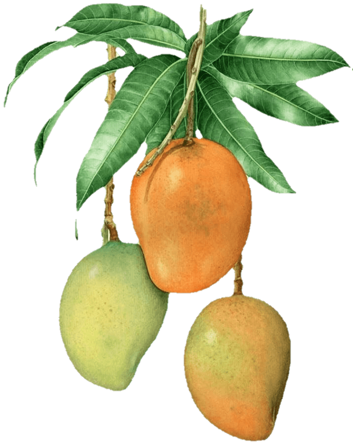 Mango Png Transparent background 