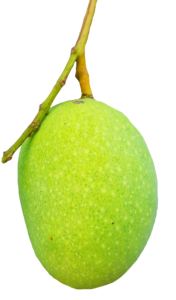 Natural Green Mango Png