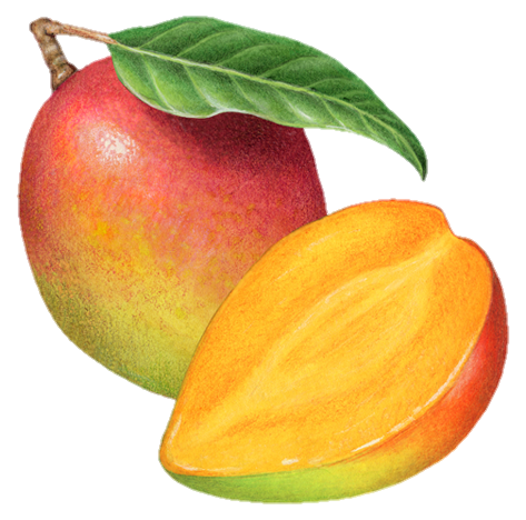 mango-png-from-pngfre-2