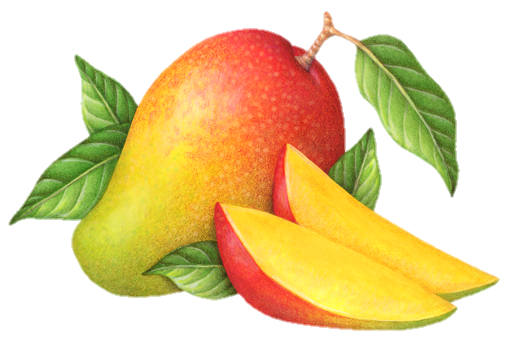 mango-png-from-pngfre-3