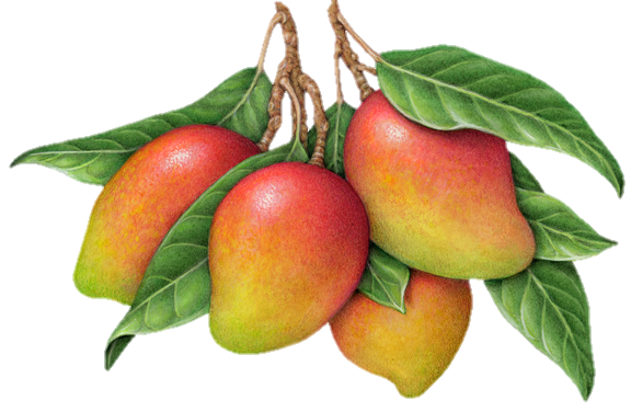 mango-png-from-pngfre-4