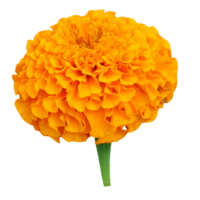 Marigold PNG image