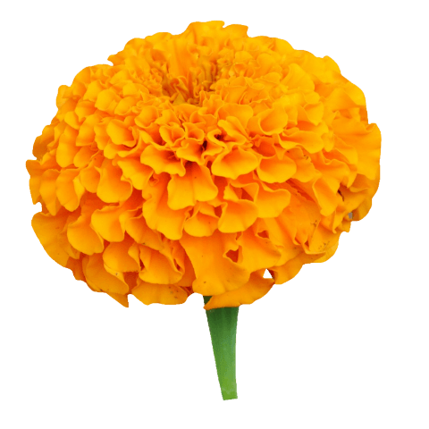 Marigold PNG