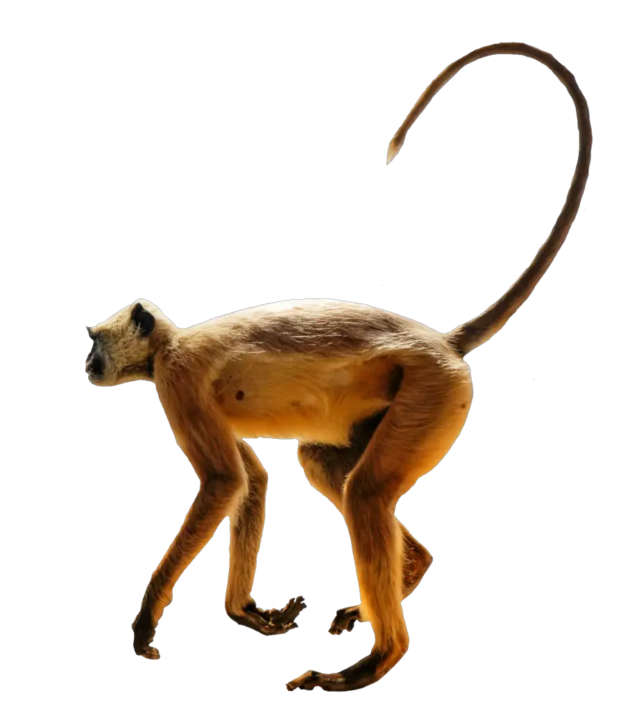 monkey png images