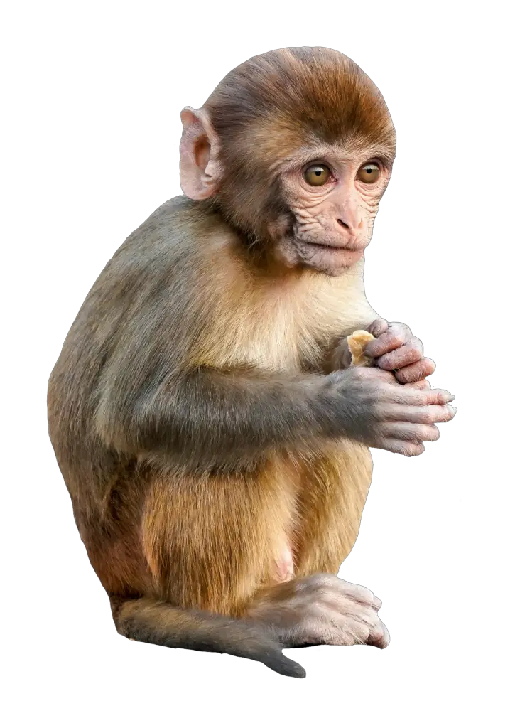 monkey png images