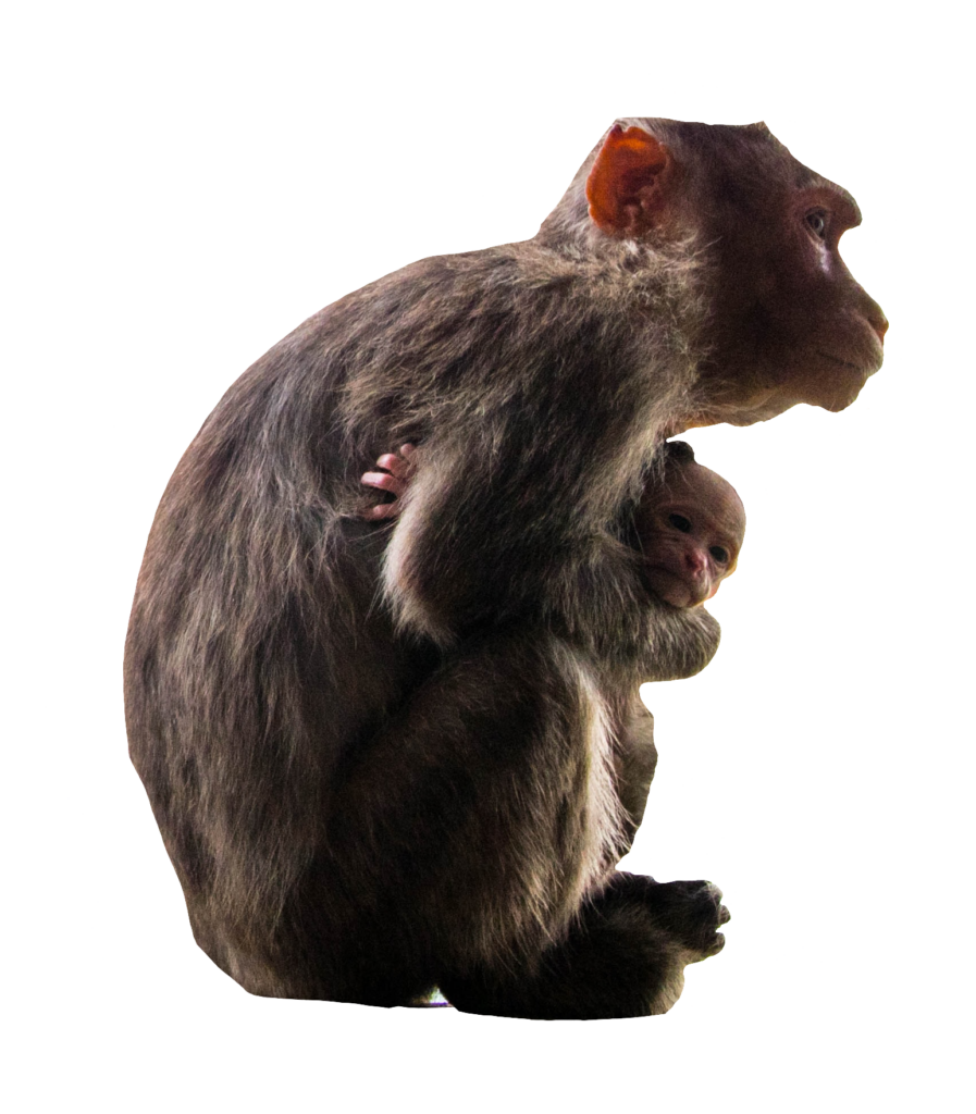 Monkey Family Png