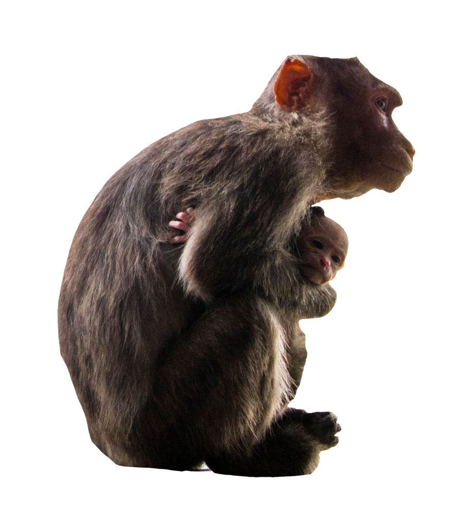 baby monkey png