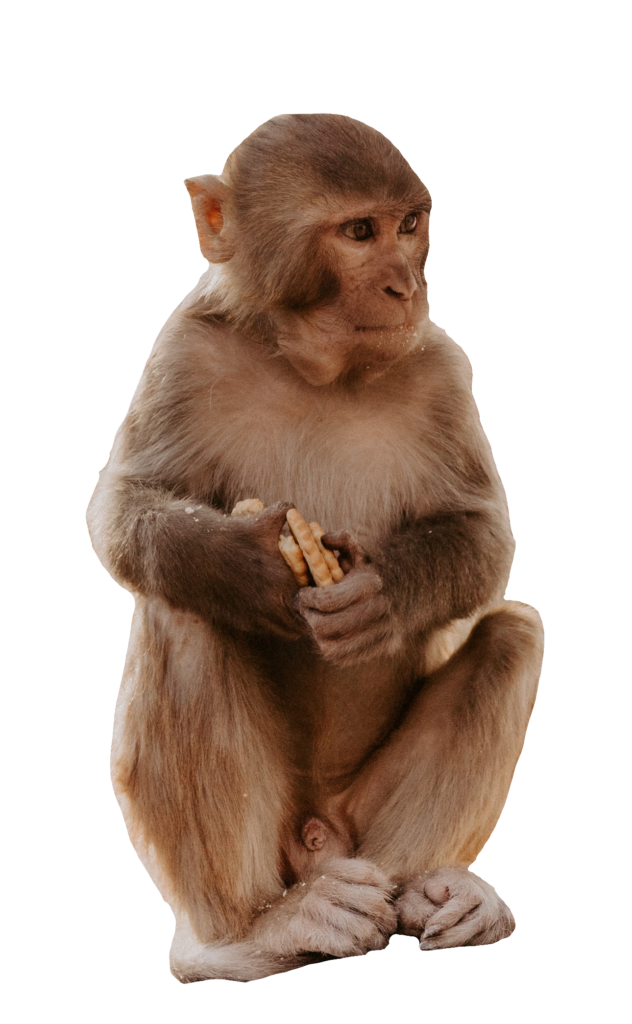 Macaque Monkey Png