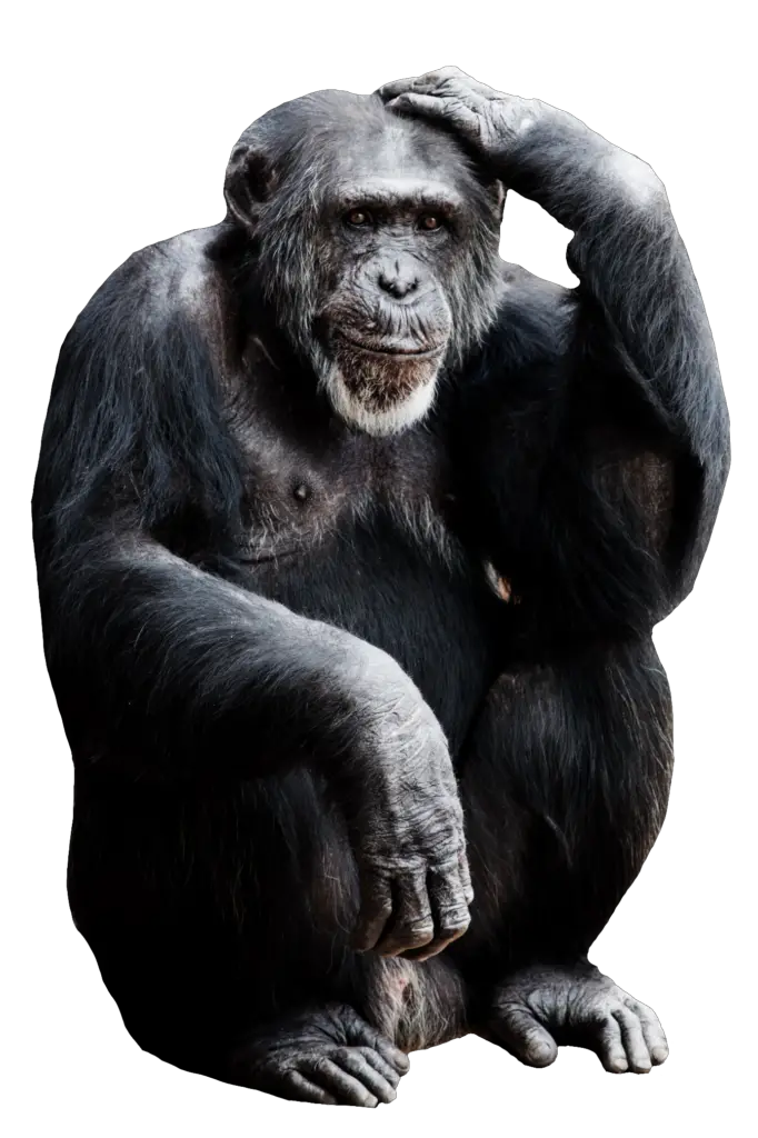 Gorilla Monkey Png