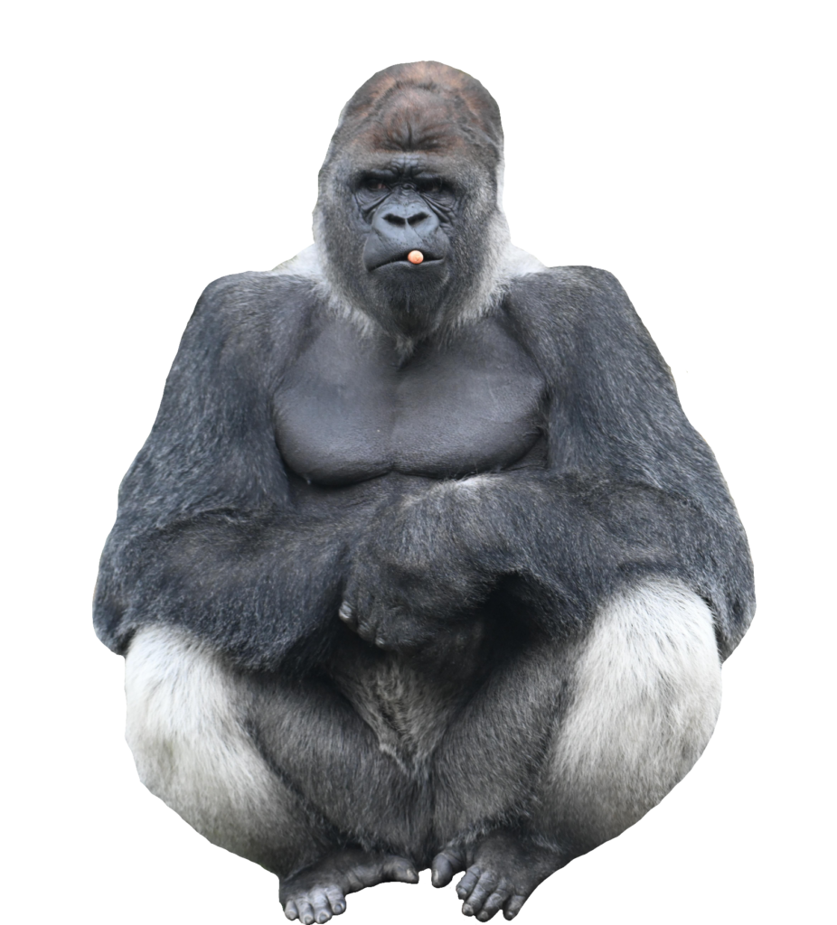 Gorilla Monkey Png