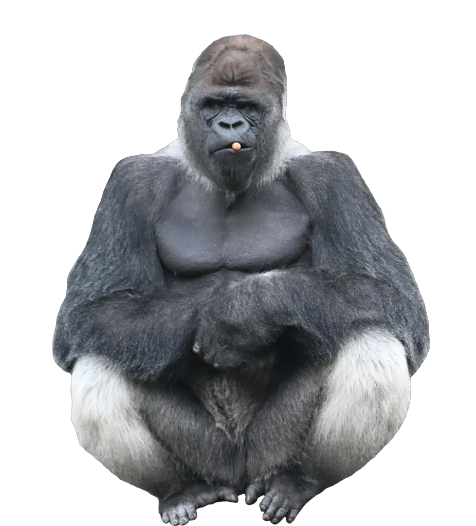 Gorilla Monkey Png