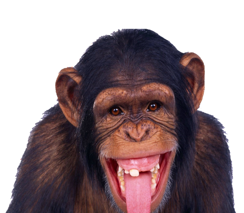 Chimpanzee Monkey Png