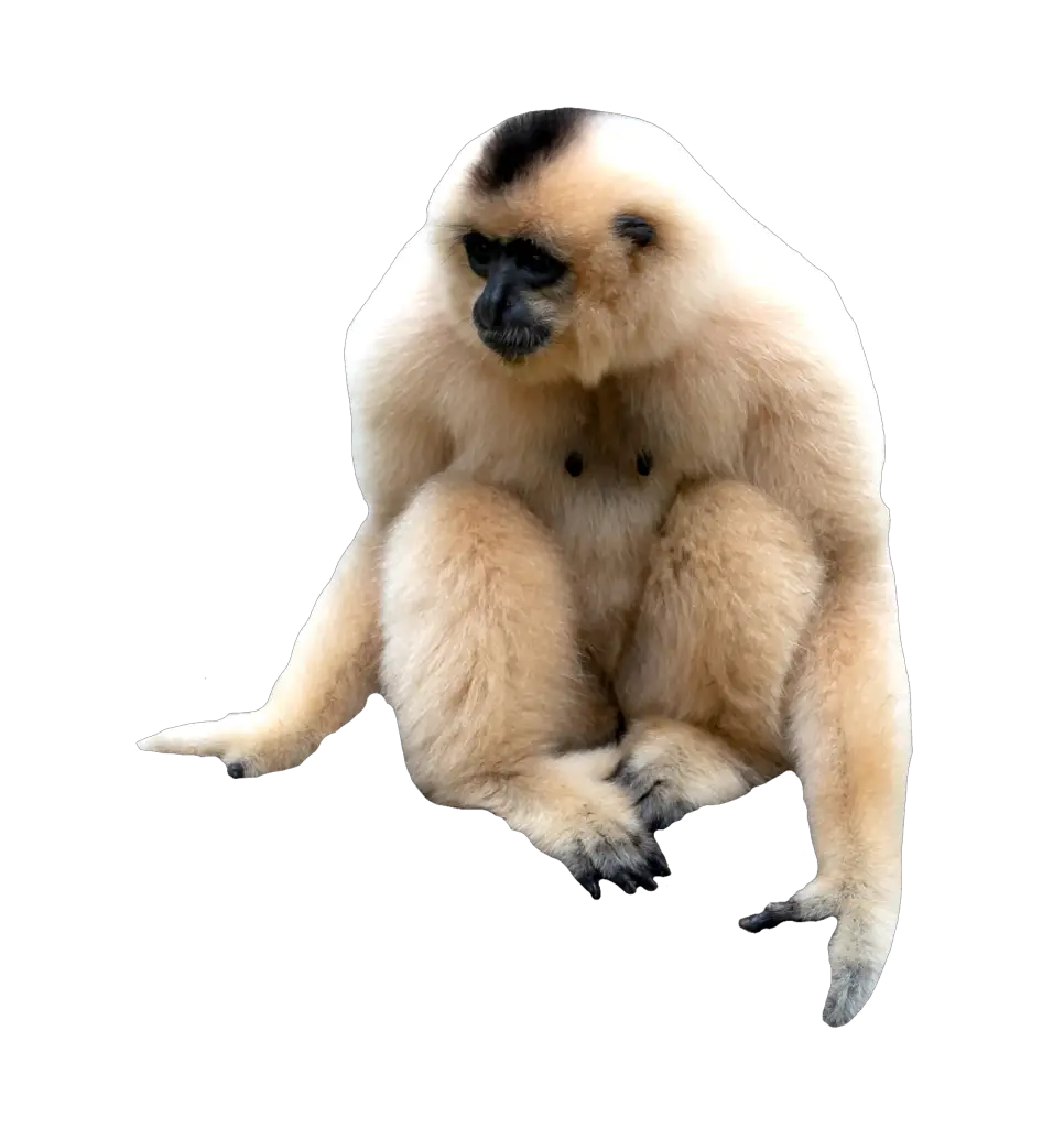 Cute Monkey Png