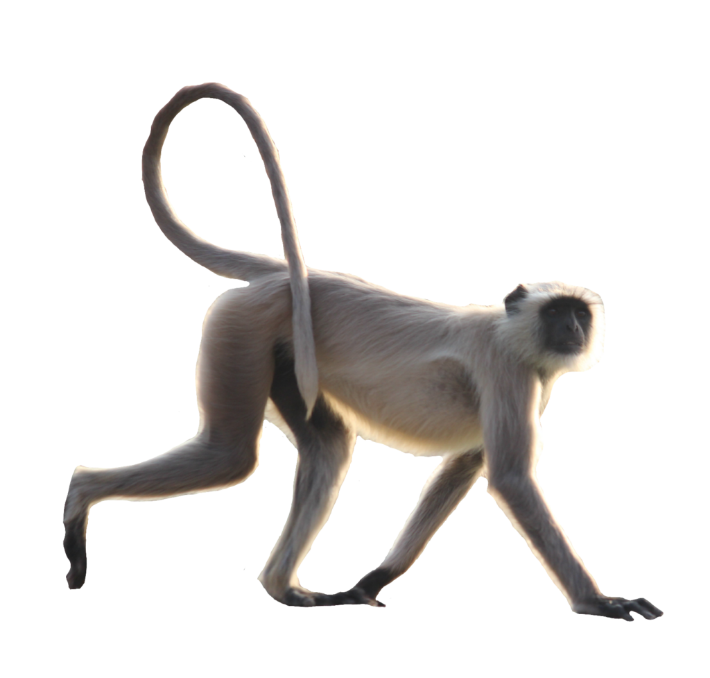 Monkey Png with Transparent Background 