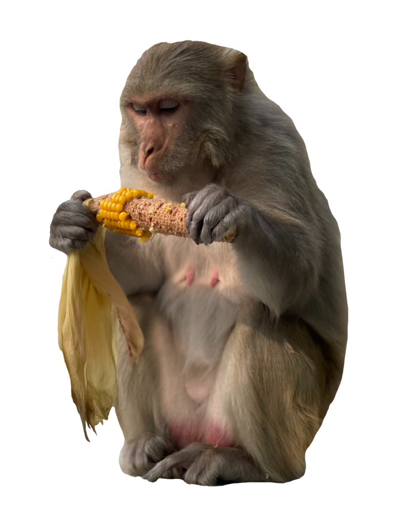 Eating Monkey Png
