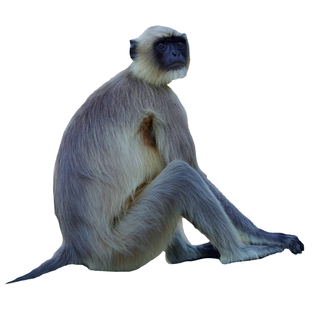 Real Monkey Png