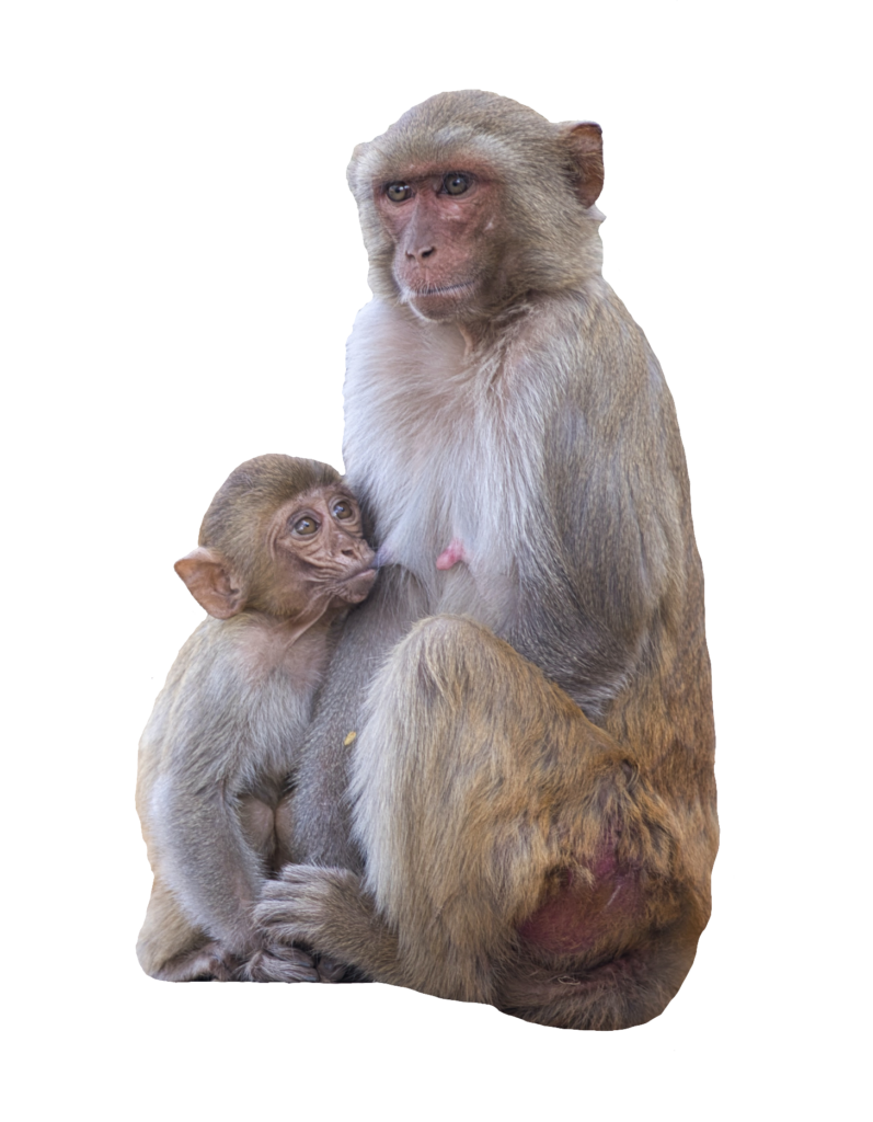 Monkey with Baby Png