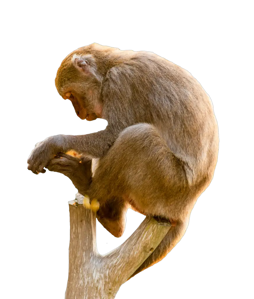 Jungle Monkey Png