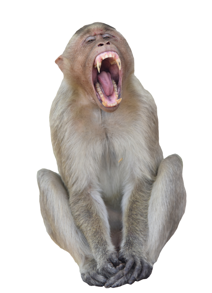 Angry Monkey Png