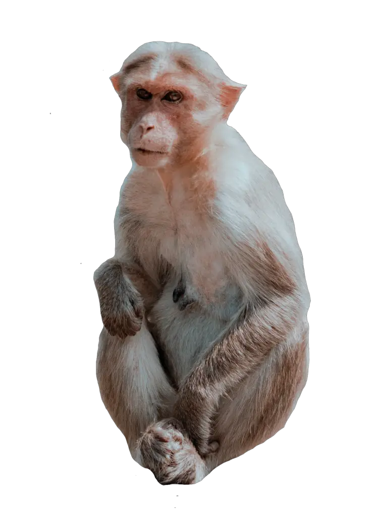 Sitting Monkey Png