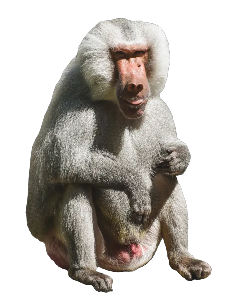 Jungle Monkey Png