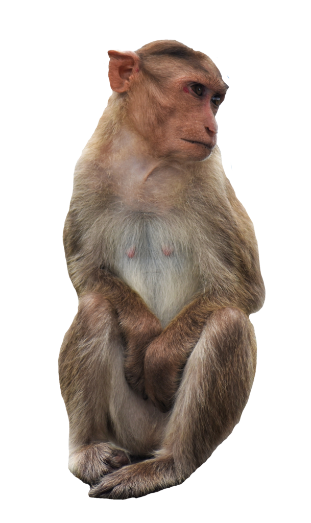 monkey png images