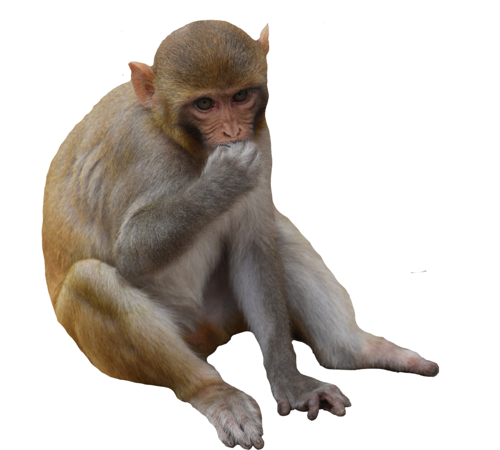 Real Monkey Png