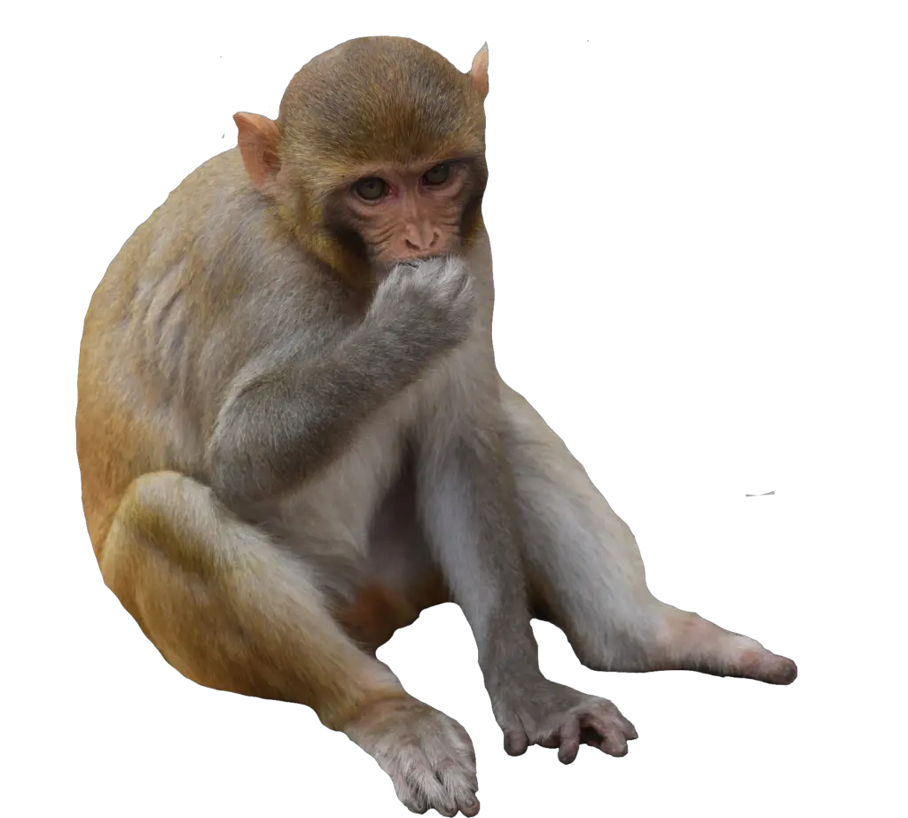 monkey png images